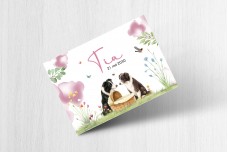 border collie bij mandje
